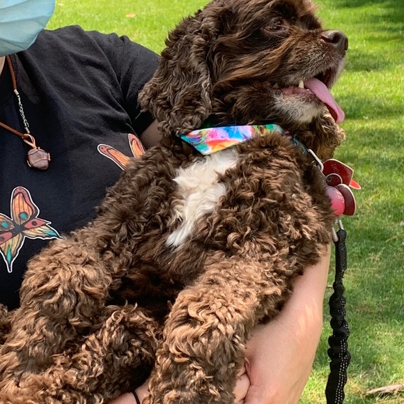 Meet your Posher, Colin - Picture 1 of 1